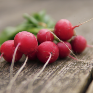 Bio-Radieschen Sora