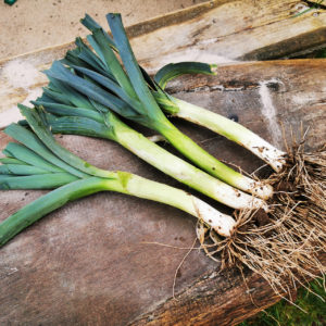 Bio-Winterporree Freezo