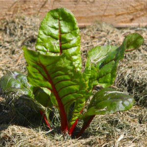 Bio-Mangold rot Feurio