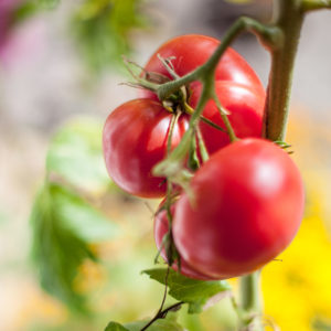 Bio-Salattomate Berner Rose