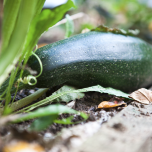 Bio-Zucchini